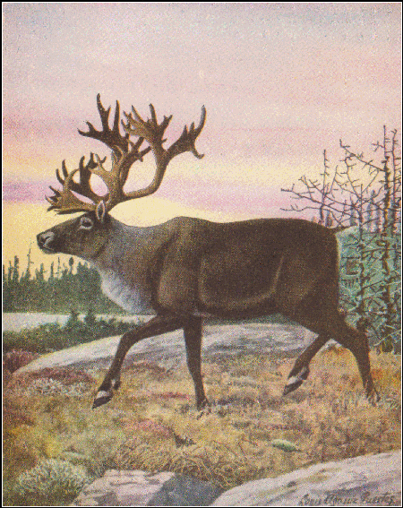 This is the Woodland Caribou, a member of the Deer family closely related to 