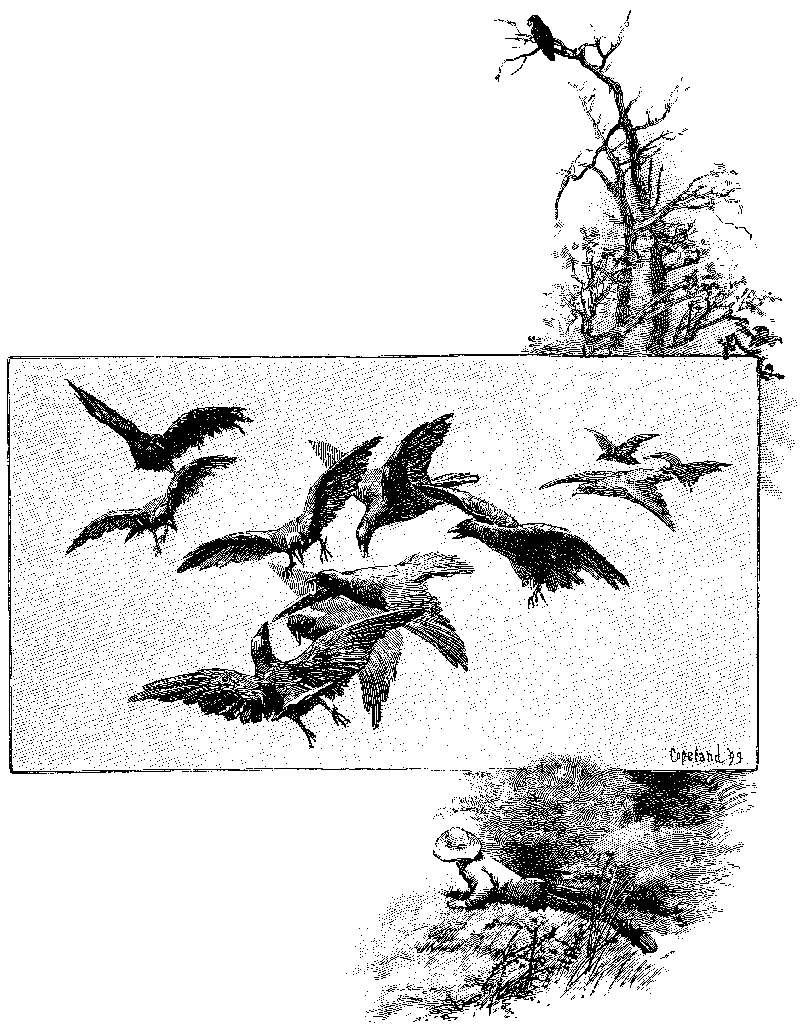 crow diving