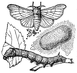 The Baldwin Project: The Story Book of Science by Jean Henri Fabre